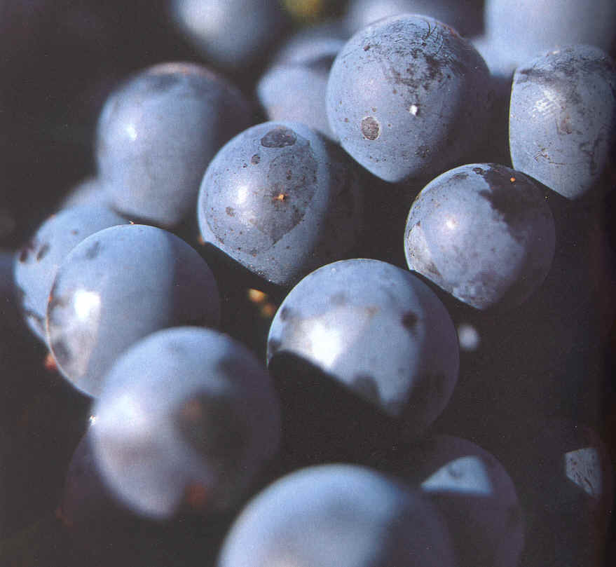 uva.jpg (1483684 bytes)